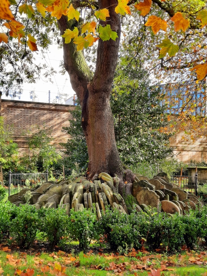 The Hardy Tree And Historical Treasures of St Pancras Gardens - Living ...